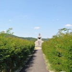 Monumentul Proclamatiei de la Pades - calea de acces catre monument